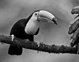Costa Rica
 Hero