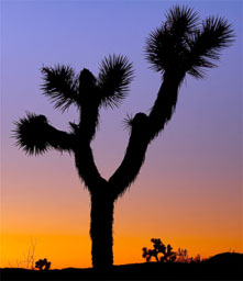 Joshua Tree NP
 Hero