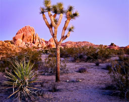 Joshua Tree NP
 Hero