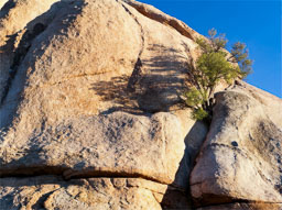 Joshua Tree NP
 Hero