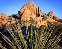 Joshua Tree NP
 Hero