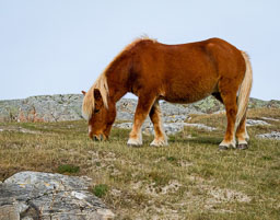 Northern Scottish Highlands
 Hero