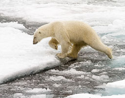 Svalbard Archipelego
 Hero