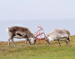 Svalbard Archipelego
 Hero