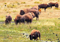 Yellowstone NP
 Hero