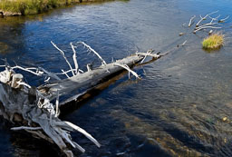 Yellowstone NP
 Hero