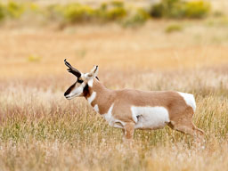 Yellowstone NP
 Hero